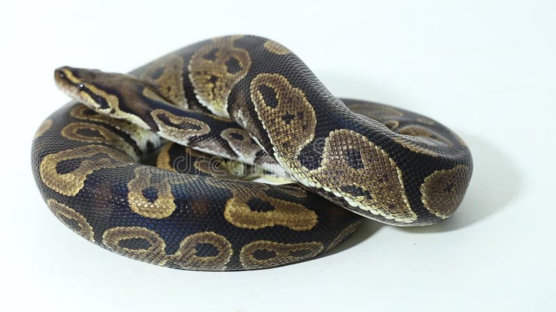 σφαίρα πύθωνας σχήμα python απομονωμένο σε λευκό φόντο απόθεμα βίντεο