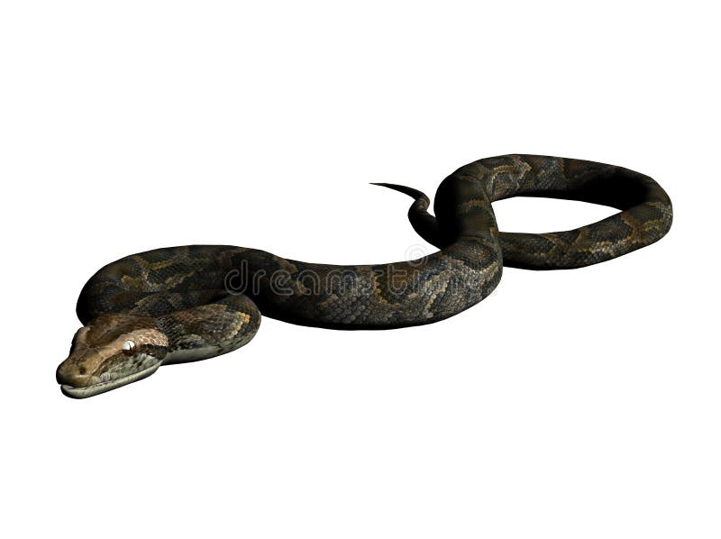 Een illustratie van een python geïsoleerd op wit.