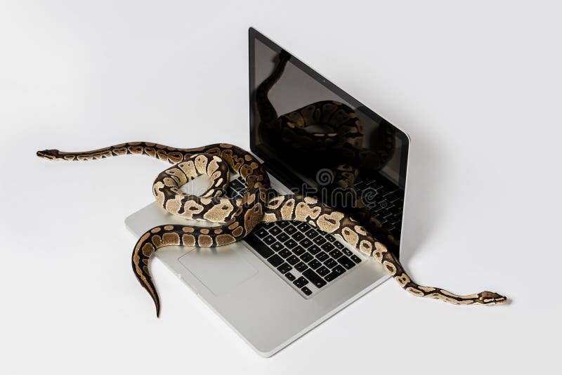 Python 蛇与笔记本电脑。使用高级编程语言进行软件工程的概念。 免版税库存照片