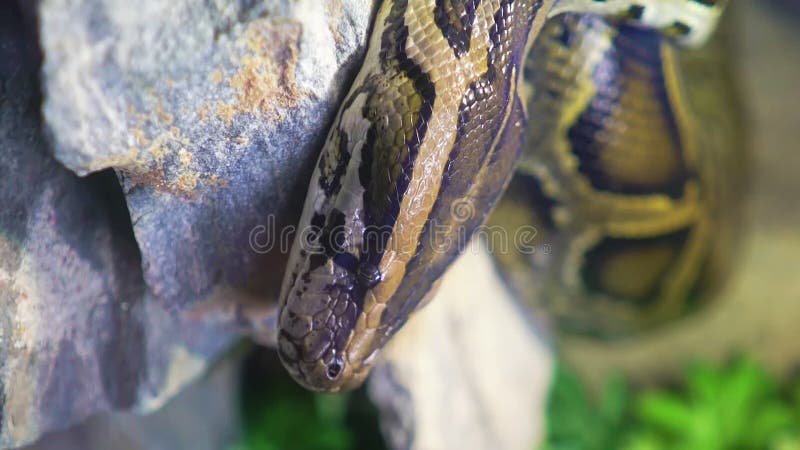 τίγρης python σε ζωολογικό κήπο. κλείσιμο