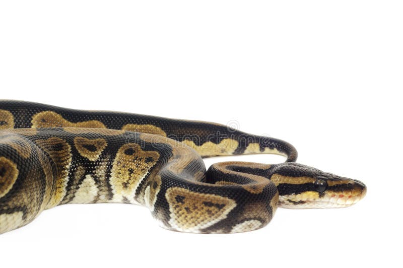 球Python 库存图片