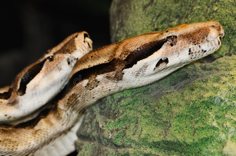 Dua kepala python di atas batu hijau