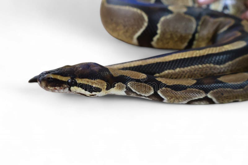 Η Πύθωνας Μπάλα (Python regius), γνωστή και ως Βασιλική Πύθωνας στοκ φωτογραφία