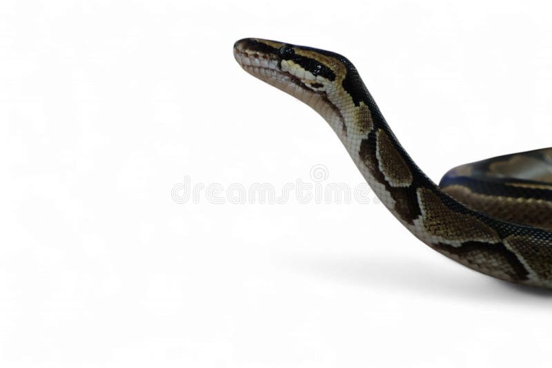 Η Πύθωνας Μπώλ (Python regius), που ονομάζεται επίσης Βασιλική Πύθωνας στοκ φωτογραφίες