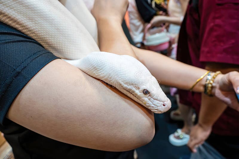 μπάλα python στοκ εικόνες με δικαίωμα ελεύθερης χρήσης