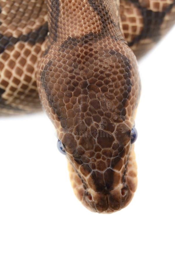 球Python 库存图片