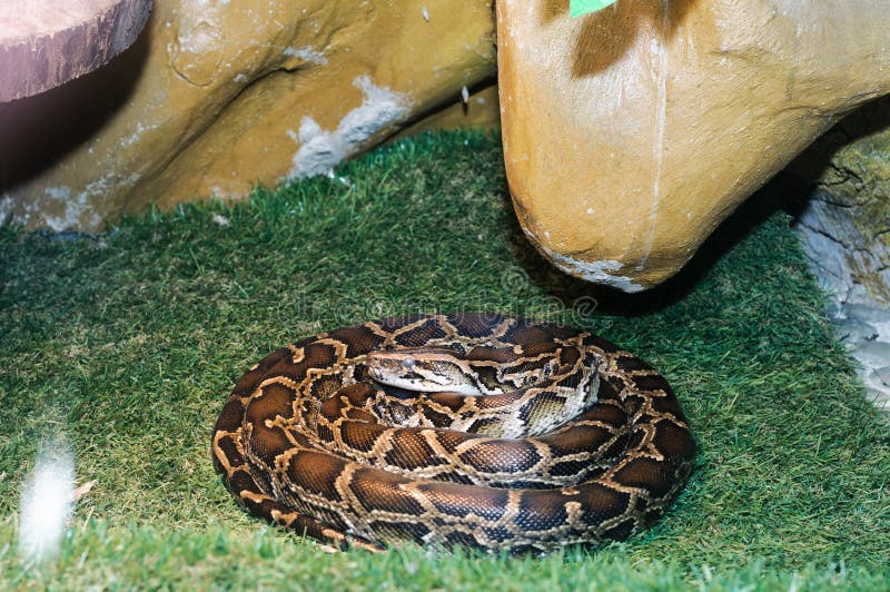 Serpiente Africana Meridional Del Pitón De La Roca Foto de archivo