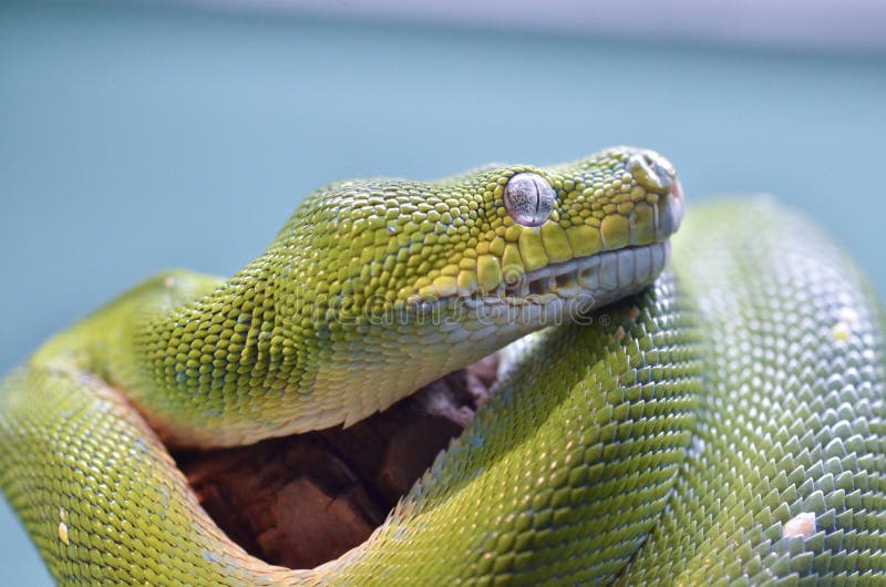 绿色树Python 11 库存照片