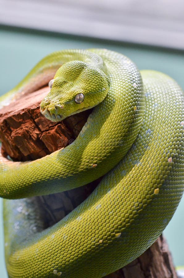 绿色树python2 图库摄影