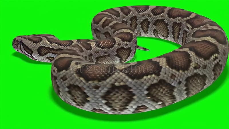 绿屏背景上三维细节渲染中的螺旋网纹Python 向量例证