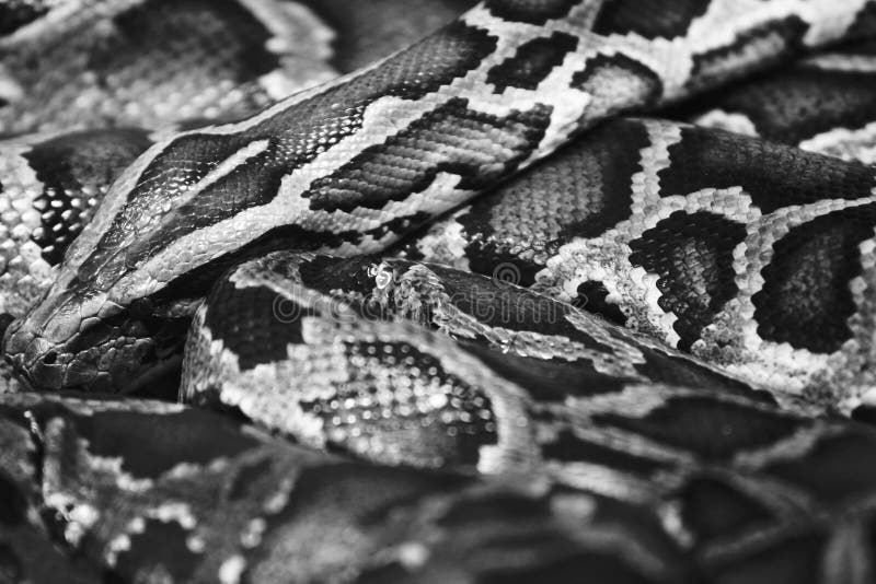 Serpent de python