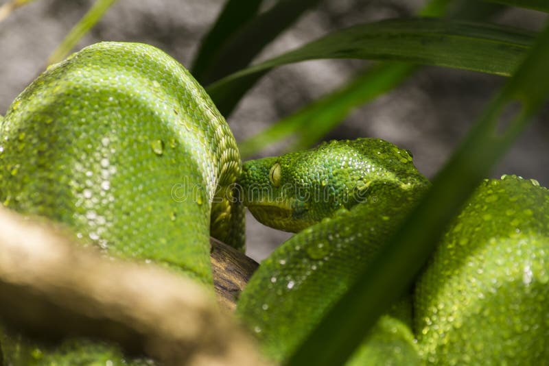 绿色结构树Python 免版税库存照片
