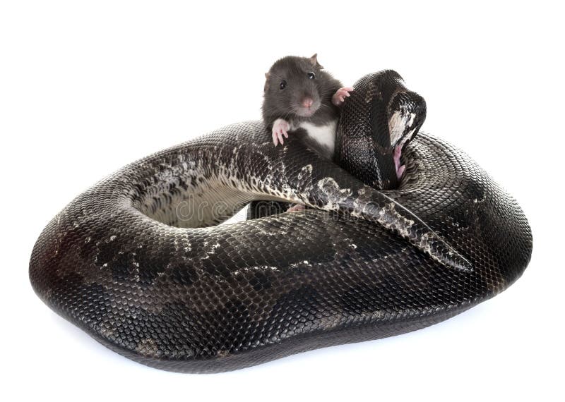 Python σύντομο στο στούντιο στοκ φωτογραφίες