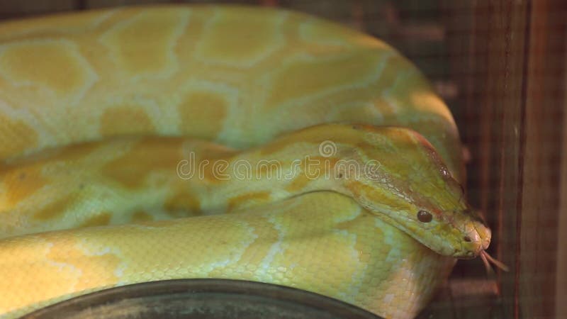 金黄白变种Python 股票录像
