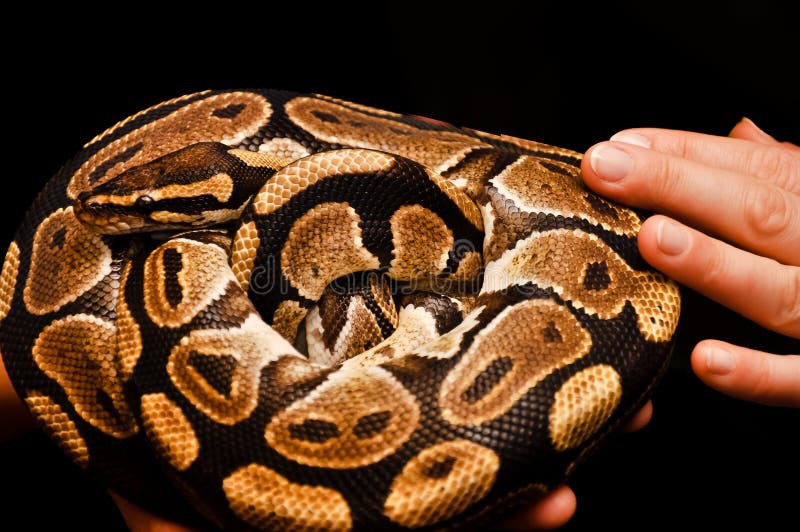 Αγγίξτε το φίδι Το βασιλικό python στο ζώο παρουσιάζει στοκ φωτογραφία με δικαίωμα ελεύθερης χρήσης