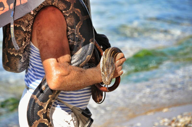 Ένα μεγάλο python ήμερο στα ανθρώπινα χέρια στοκ φωτογραφίες με δικαίωμα ελεύθερης χρήσης