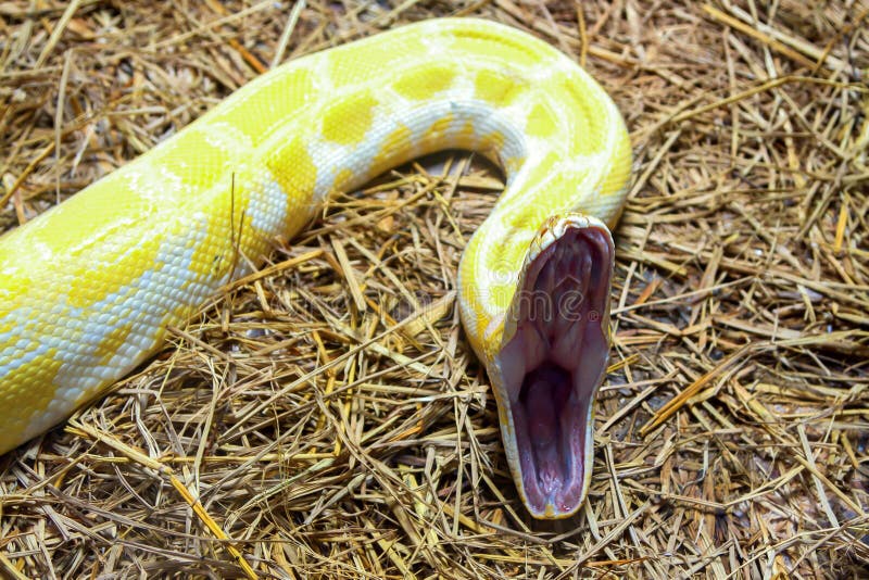 Python στοκ εικόνες