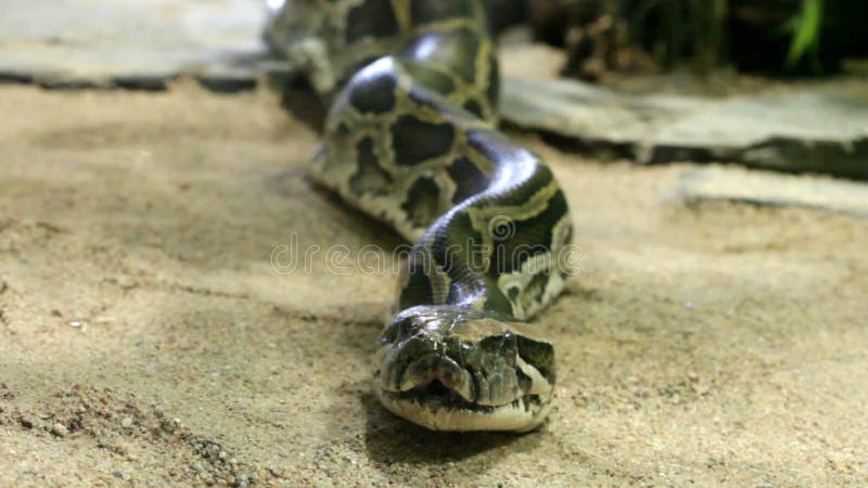 网状的Python关闭，徒升 影视素材