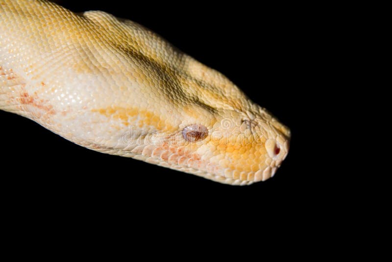 Python宏观头在被弄脏的黑背景的.