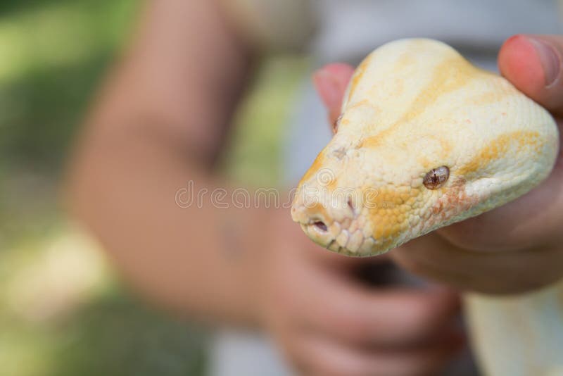 Python宏观头在被弄脏的人的手背景的.