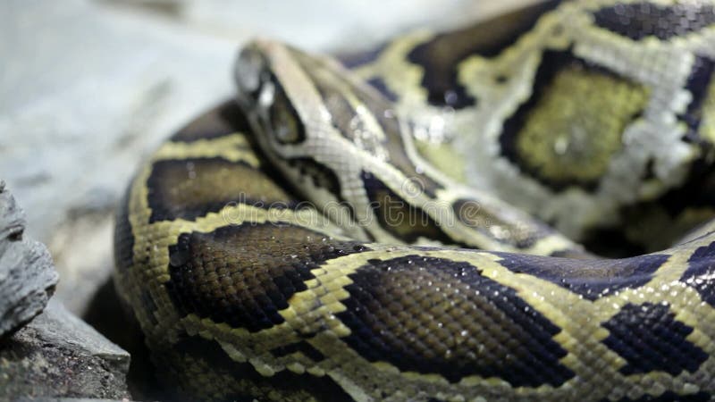 网状的Python关闭 股票视频