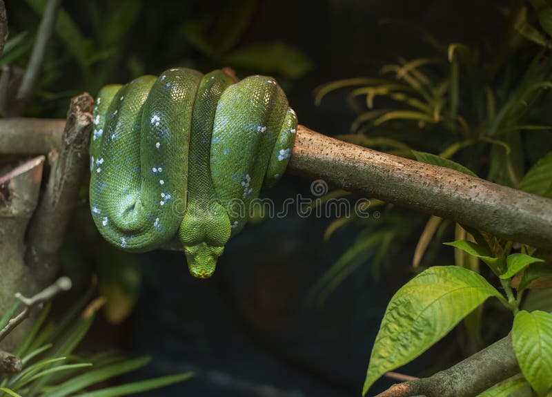 Zelený python odpočíval na větvi