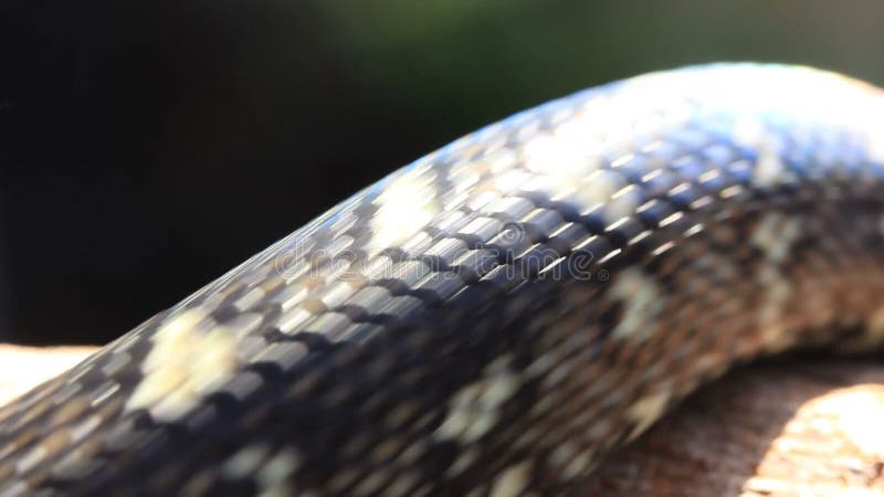 Έρπον διαμάντι Python φιδιών φιλμ μικρού μήκους