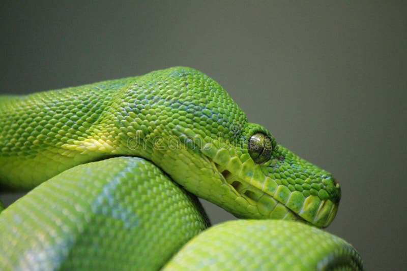 Un riposo verde esotico del pitone si è arrotolato sul suo auto.