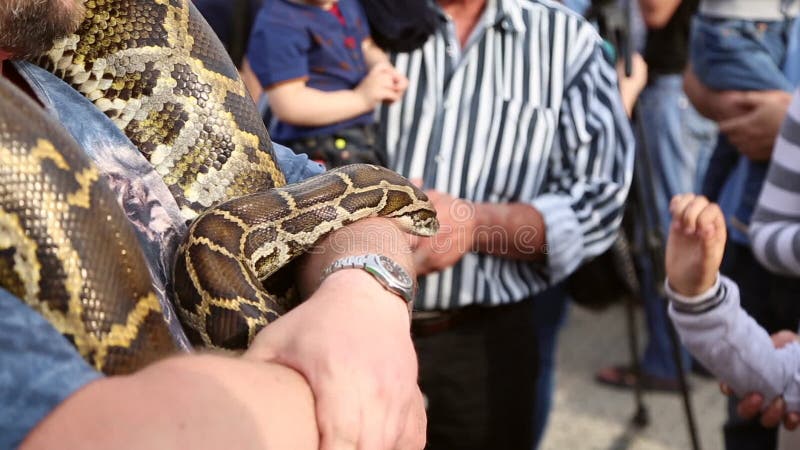 由于人的作用巨大的蛇Python 股票录像