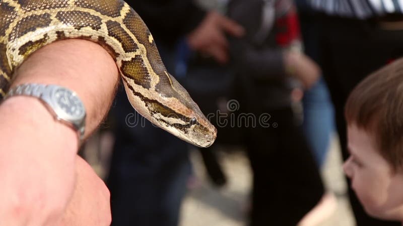 由于人的作用巨大的蛇Python 股票录像