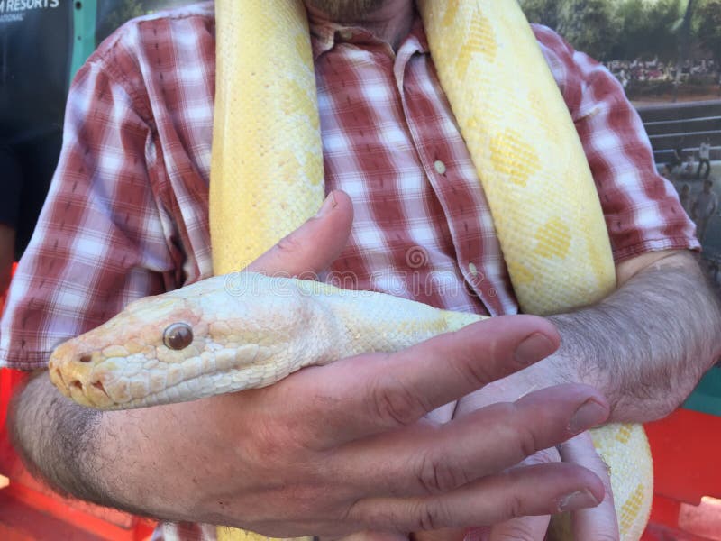 Python στοκ φωτογραφία με δικαίωμα ελεύθερης χρήσης