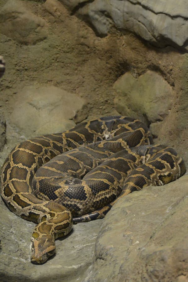 Python στοκ εικόνα