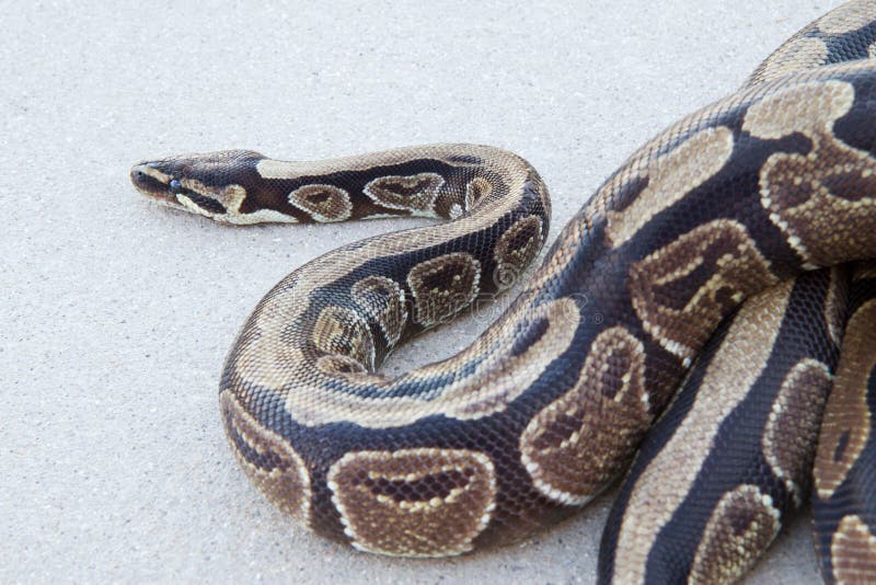 Σφαίρα Python στοκ φωτογραφία