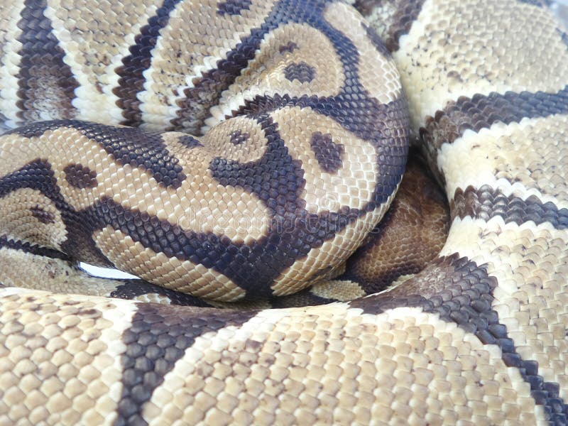 Python蛇关闭 免版税库存照片