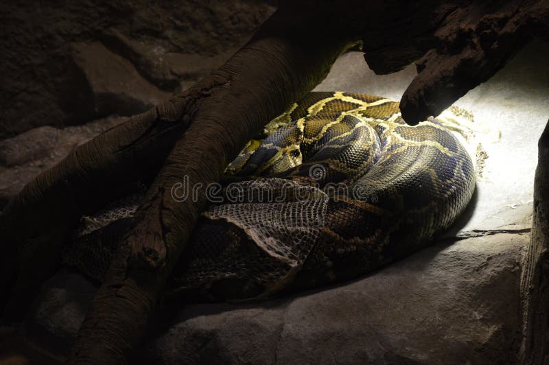 Python στοκ εικόνα με δικαίωμα ελεύθερης χρήσης