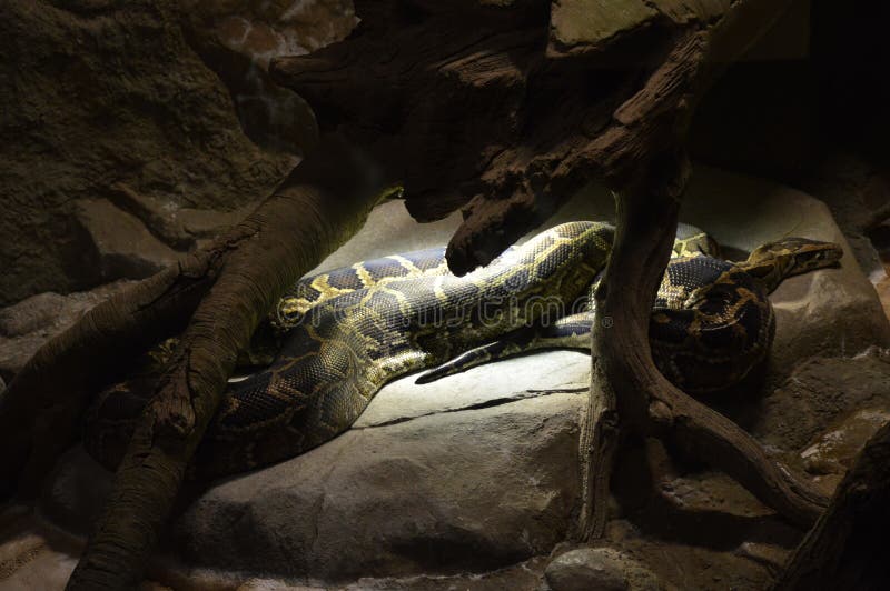 Python στοκ φωτογραφία