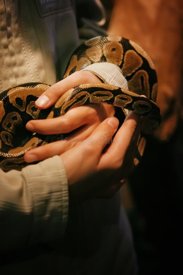 在手上举行的网状的Python 库存图片