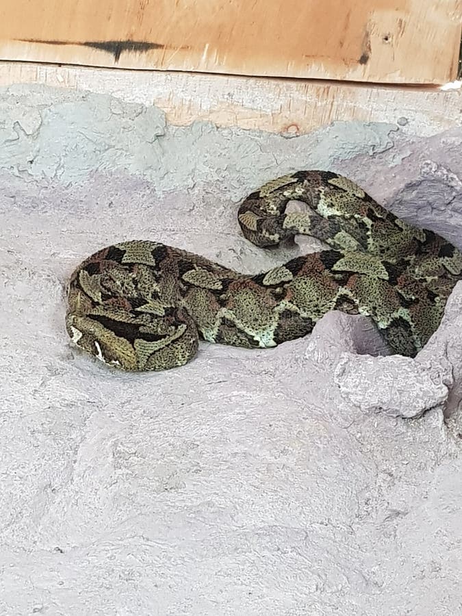 Python photo stock. Image du énorme, python, kenya, faune - 93217880