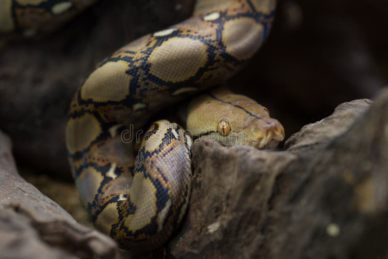 网状的Python,在树枝的大蟒蛇蛇 库存图片