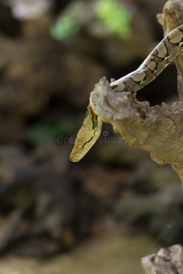 网状的Python,在树枝的大蟒蛇蛇 图库摄影