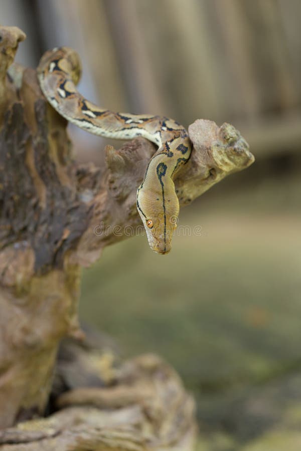 网状的Python,在树枝的大蟒蛇蛇 免版税库存图片