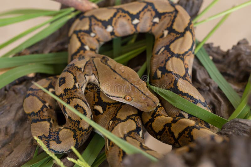 网状的Python,在树枝的大蟒蛇蛇 图库摄影