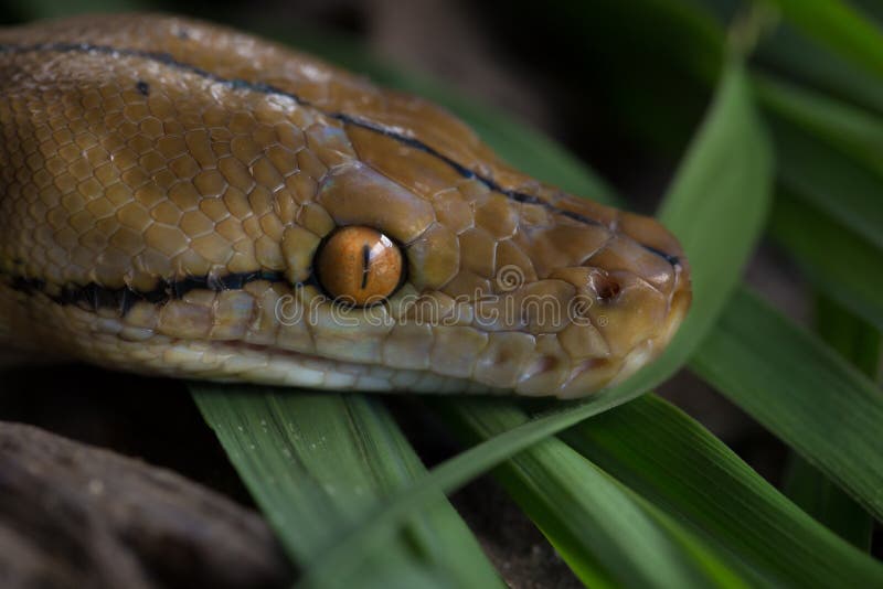 网状的Python,在树枝的大蟒蛇蛇 免版税库存图片
