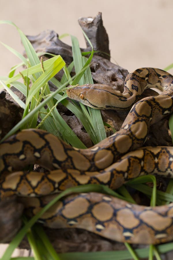 网状的Python,在树枝的大蟒蛇蛇 免版税库存照片