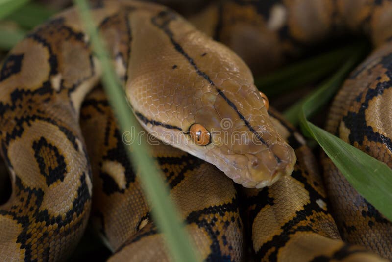 网状的Python,在树枝的大蟒蛇蛇 免版税库存图片