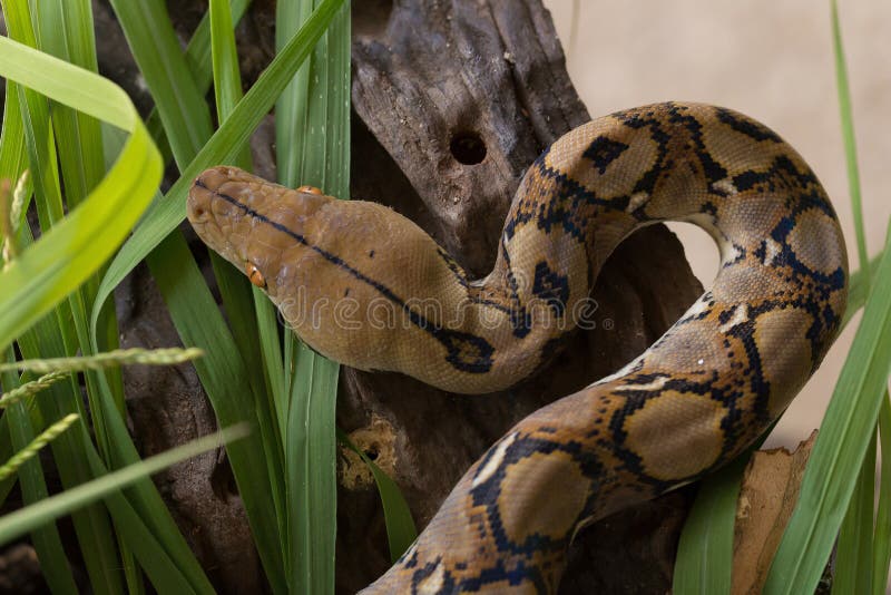 网状的Python,在树枝的大蟒蛇蛇 免版税库存照片