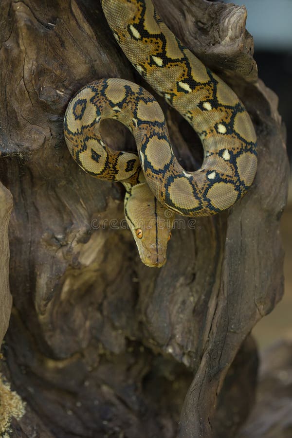网状的Python,在树枝的大蟒蛇蛇 免版税库存照片