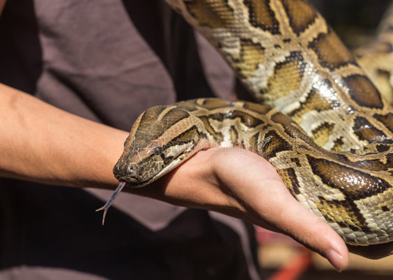 Python birman, molurus de python, bivittatus de python dans la main