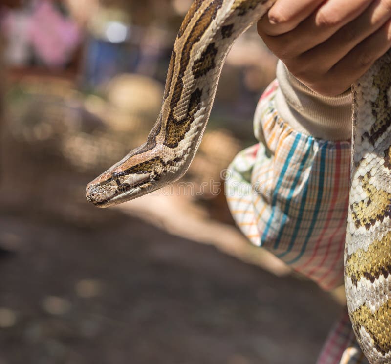 Python birman, python molurus, python bivittatus dans la main