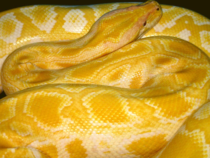 Python python bivittatus stockbilder